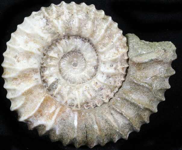 Pavlovia Ammonite Fossil - Siberia #29758